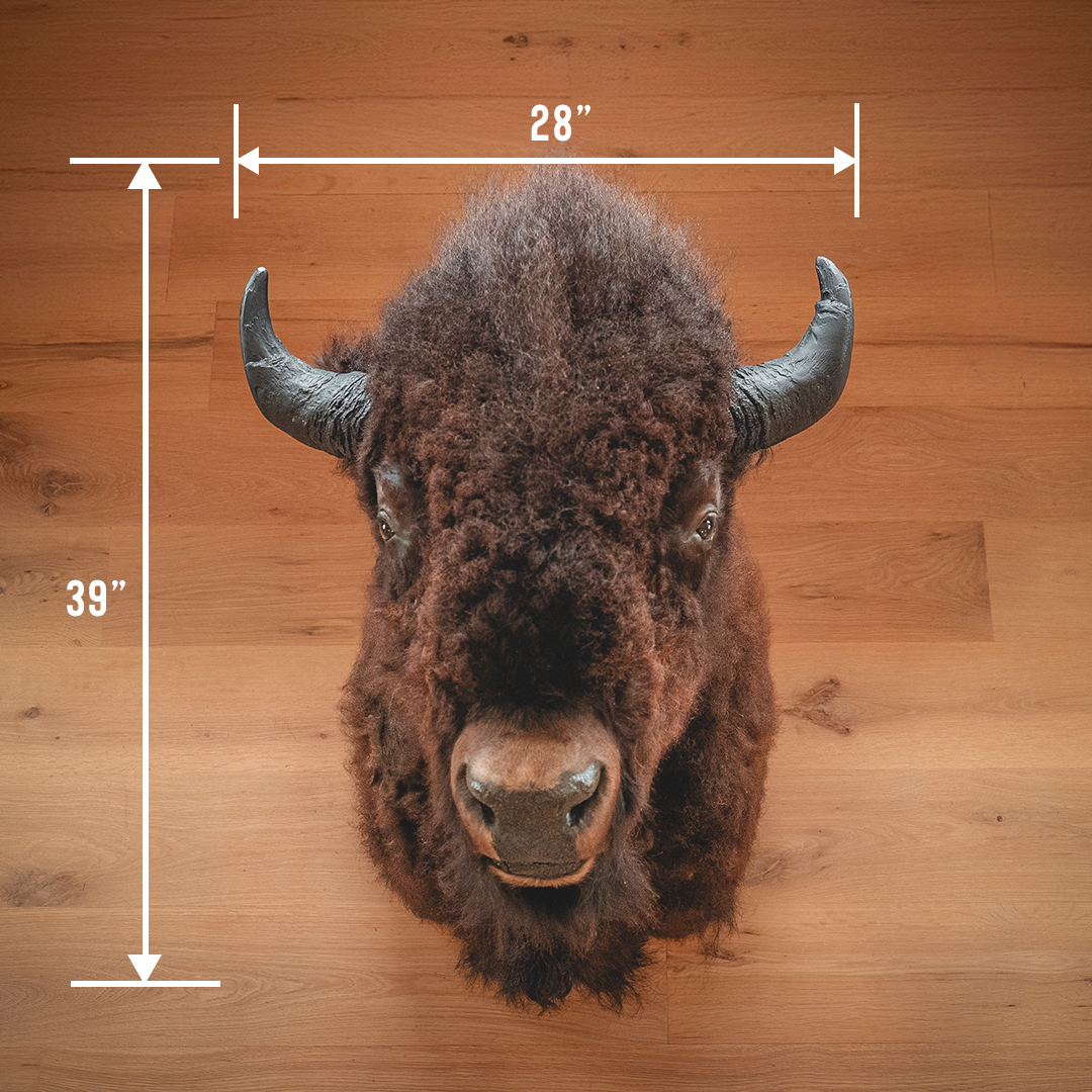 American Bison Taxidermy Shoulder Mount