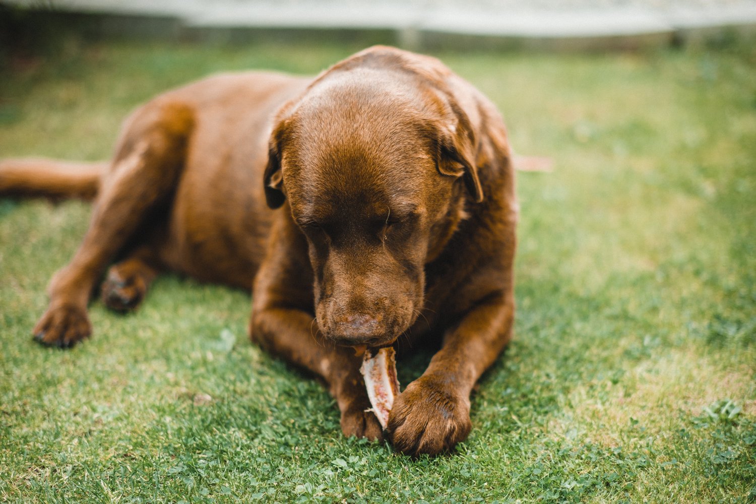 Bison Dog Bones