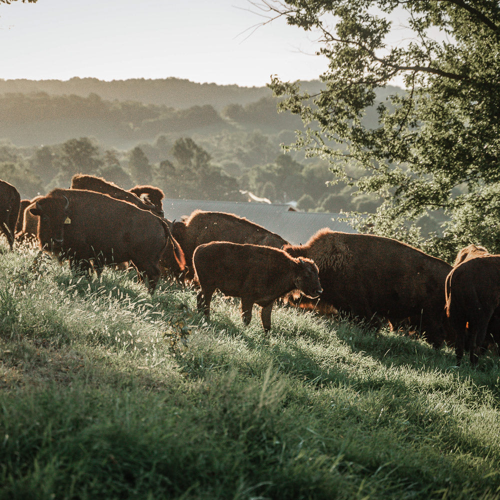 Bullbourne Bison Ranch